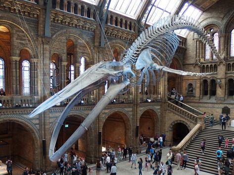 The Blue Whale Skeleton, Natural History Museum, London (3… | Flickr Blue Whale Skeleton, Museum Natural History, Whale Skeleton, Animal Skeleton, Space Whale, Natural History Museum London, Animal Skeletons, Dinosaur Skeleton, London Museums