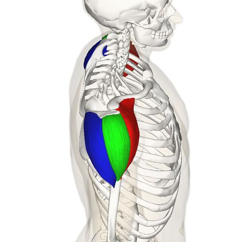 Deltoid head origins, lateral view Deltoid Muscle, Muscle Diagram, Shoulder Workout Routine, Cable Workout, How To Get Bigger, Muscle Imbalance, Muscle Anatomy, Big Shoulders, Medical Anatomy