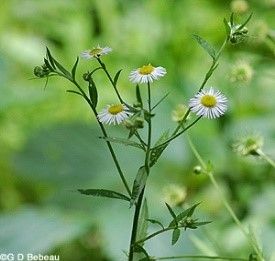 FLEABANE By Karen Bond Genus and Species: Erigeron canadensis Family: Aster (Asteraceae) Common Name: Horseweed, Eastern Daisy Fleabane, Canadian fleabane, Fleabane daisy, colt’s                              tail, butter weed, fireweed, blood-stanch, cow’s tail, bitter weed Energetics: Stimulant Properties:  Antimicrobial, diuretic (Felter & Lloyd) and astringent Constituents: Flavonoids, bitters, tannins […] Daisy Fleabane, Plant Classification, Wildflower Garden, Flowering Shrubs, Flower Bud, Medicinal Herbs, Medicinal Plants, Types Of Flowers, Garden Home