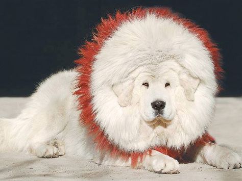 White Tibetan #Mastiff - #Dog looks like Lion White Tibetan Mastiff, Lion White, Tibetan Mastiff Dog, Mastiff Puppy, Pet Anime, Biggest Dog, Mastiff Breeds, Giant Dog Breeds, Mastiff Puppies