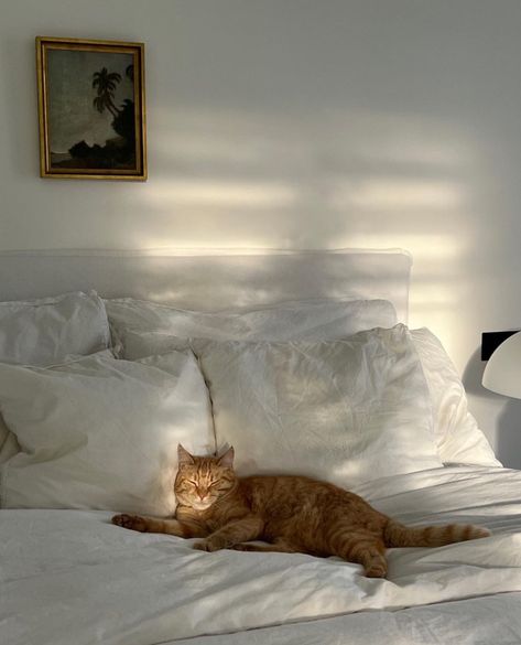 Cat In Bed Aesthetic, In Bed Aesthetic, Cat In Bed, Cat Cozy, Bed Aesthetic, Cosy Aesthetic, Lets Go Girls, Orange Cats, Cozy Aesthetic