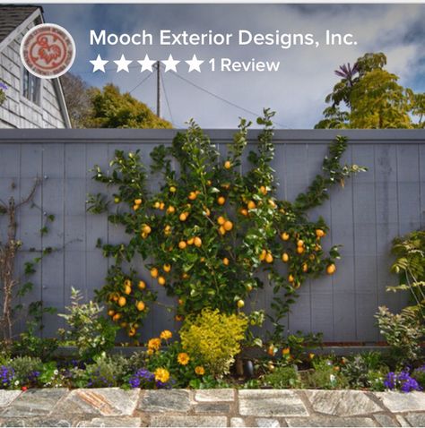 Espalier orange tree Orange Tree Front Yard, Espalier Citrus Trees, Fruit Tree Hedge, Citrus Hedge, Citrus Trees Landscape, Tree Garden Design, Espalier Fruit Trees, Fenced Vegetable Garden, Trees Garden