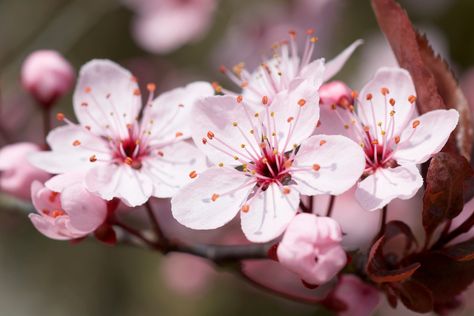 Symbolism And Meaning of the Cherry Blossom Japanese Cherry Blossom Tree, Blossom Tree, Japanese Cherry Blossom, Cherry Blossom Tree, Blossom Flower, The Meaning, Cherry Blossom, Blossom, Cherry