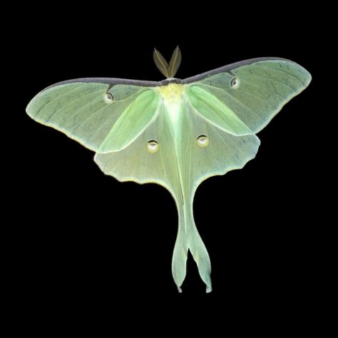 Moth Artwork, Lunar Moth, Moth Butterfly, Moth Art, Butterfly Poster, Beautiful Bugs, Luna Moth, Arte Inspo, Green Aesthetic