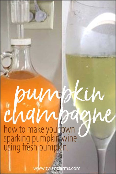 If you have sweet-flavored pumpkins, you can make your own pumpkin champagne or sparkling wine. Here's a time-tested recipe our friends shared using their own Williamson pumpkins (a family heirloom). #pumpkinrecipes #tyrantfarms #fermentationrecipe #winemaking #fruitwine Pumpkin Wine Recipe, Raspberry Wine Recipe, Pumpkin Beverages, Elderberry Wine, Champagne Recipe, Pumpkin Wine, Homemade Alcohol, Fermentation Recipes, Homemade Wine