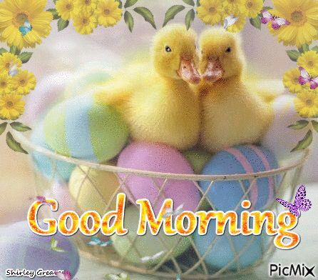 Yellow Ducks Good Morning Gif Pictures, Photos, and Images for Facebook, Tumblr, Pinterest, and Twitter Gud Morning Pics, Gud Morning Images, Funny Good Morning Images, Free Good Morning Images, Morning Wallpaper, Positive Good Morning Quotes, Good Morning Images Download, Cute Good Morning Images, Good Morning Images Hd