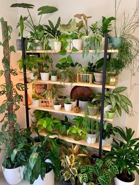 Plants For Beginners, Indoor Plant Wall, Plant Goals, Hanging Plant Wall, نباتات منزلية, Inside Plants, Decoration Plante, Indoor Gardens, Plant Decor Indoor