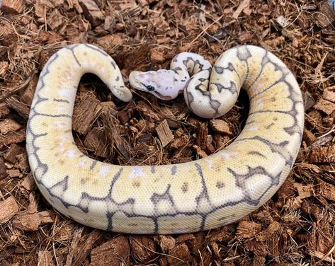 Spider Ball Python, Python Regius, Ball Python Morphs, Corn Snake, Ball Python, Baby Birth, Python, Reptiles, Animals Wild