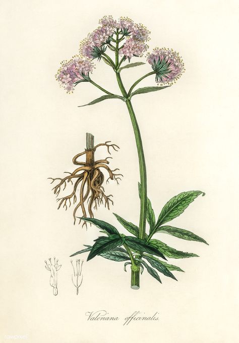 Valerian (Valeriana officinalis) illustration from Medical Botany (1836) by John Stephenson and James Morss Churchill. | free image by rawpixel.com Valerian Plant, Valerian Flower, Valeriana Officinalis, Illustration Botanique Vintage, Herbs Illustration, Botany Illustration, Botanical Drawing, Free Illustration Images, Illustration Botanique