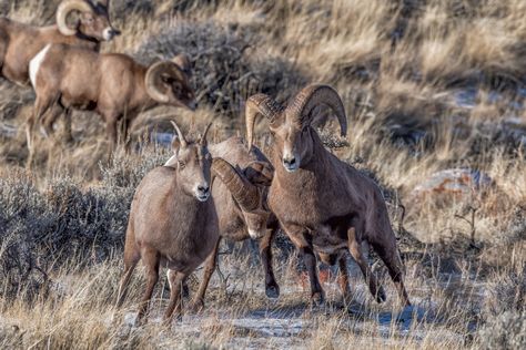 Dubois Wyoming, Monument Colorado, Wild Horse Pictures, Destination Unknown, Wyoming Travel, Wind River, Go Skiing, Dude Ranch, Mule Deer