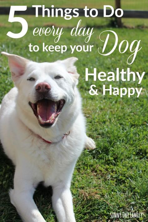 Daily Routine Schedule With Dog, Dog Daily Routine, Dog Routine, Puppy Schedule, Activity Books For Kids, Training Puppy, Pet Ideas, Activity Books, Healthy And Happy