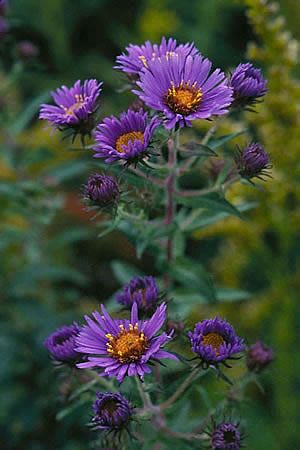 New England Aster - Photo, flowering time, and habitat Aster Plant, New England Aster, Habitat Garden, Colour Flowers, Homestead Farm, Aster Flower, Golden Thread, Common Names, Art Flowers