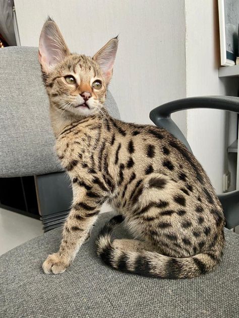 What is a F2 savannah cat? African Serval Cat, F1 Savannah Cat, Savannah Cat For Sale, Savannah Kitten, Savannah Cats, Serval Cats, F2 Savannah Cat, Cats Photos, Cat Breeder