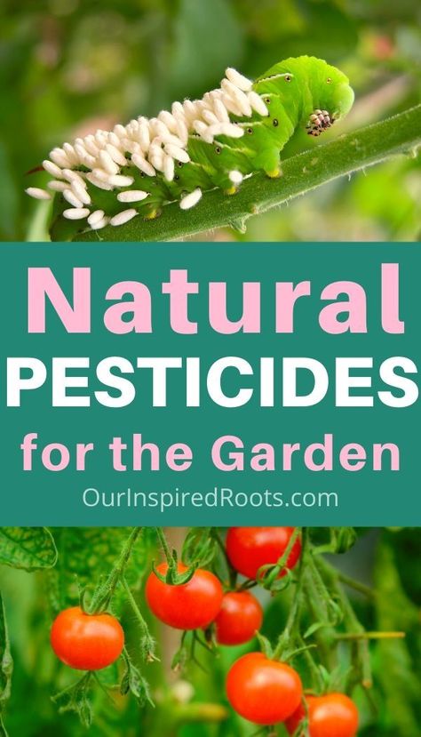 All Natural Garden Pesticide, Pesticides For Vegetables, Home Made Pesticides For Plants, Natural Tomato Plant Pesticide, Natural Pesticides For Vegetable Garden, Diy Pesticide For Vegetables, Natural Insecticide For Plants, Natural Garden Pest Control, Natural Pesticide For Vegetables