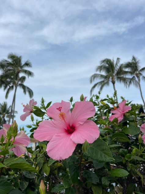 Fairycore Wallpaper, Hibiscus Wedding, Pink Hibiscus Flower, Hibiscus Plant, Pink Hibiscus, Lovely Flowers Wallpaper, Pink Tropical, Nothing But Flowers, Flower Therapy