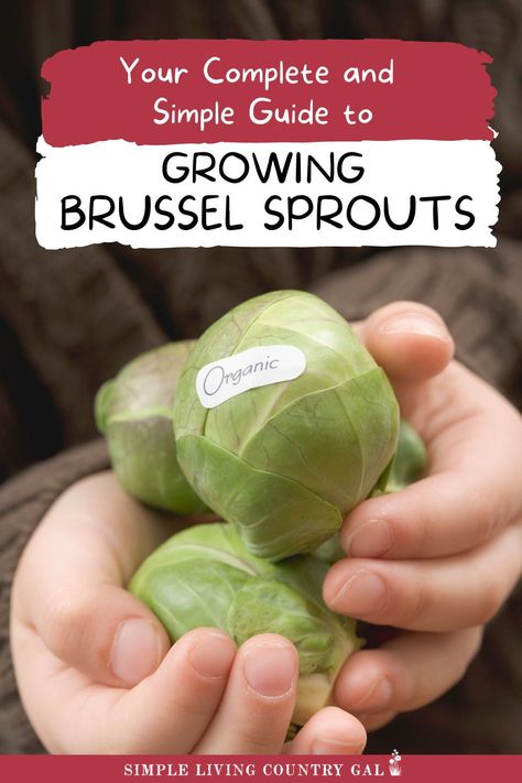 Discover easy steps for growing Brussels sprouts from seed to table! Perfect for backyard gardens, this guide helps you grow delicious, organic veggies to fill your pantry and freezer. Learn how to grow vegetables your family will enjoy eating all year round. Growing Sprouts Indoors, Growing Brussel Sprouts, Growing Brussels Sprouts, How To Grow Vegetables, Growing Sprouts, Growing Sweet Potatoes, Growing Peppers, Growing Onions, Backyard Gardens