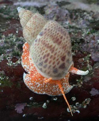 Perendii, Saltwater Tank, Sea Snail, Sea Slug, Water Life, Saltwater Aquarium, Weird Creatures, Ocean Creatures, Marine Animals