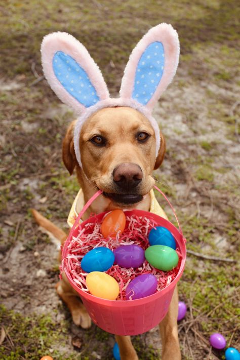 Easter Dogs, Spring Images, Easter Dog, Dog Photoshoot, Spring Photos, Pet Photography, Dog Photography, Peter Rabbit, Dog Photos