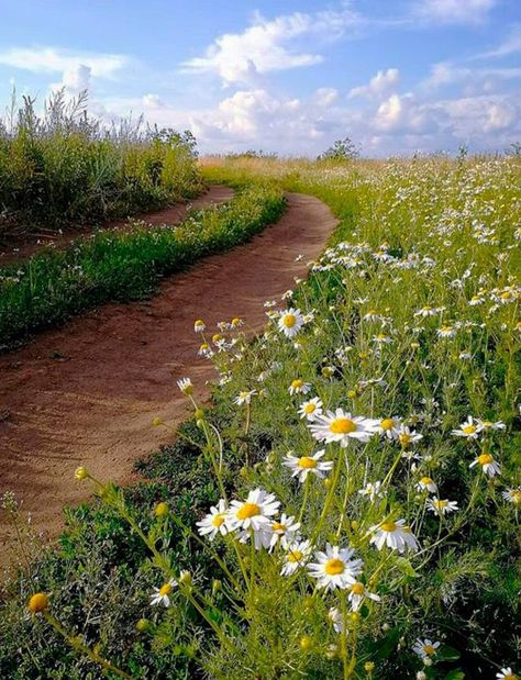 Spring Scenery, Forest Path, Pretty Landscapes, Foto Art, Alam Yang Indah, Nature Aesthetic, Pretty Places, Green Aesthetic, Landscape Photos