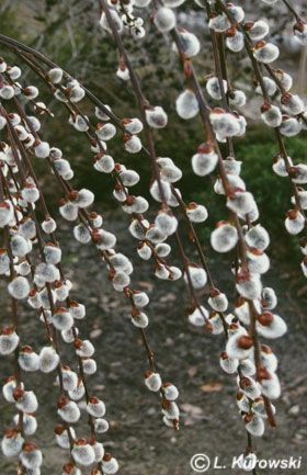 Salix caprea (Kilmarnock) pendula Salix Caprea, Hexagon Tattoo, Wildlife Garden, Winter Wedding Decorations, Wildlife Gardening, Deciduous Trees, Amazing Flowers, Horticulture, 4 H