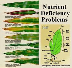 Helpful chart to identify deficiency problems in plants #aquaponics #aquaponic #gardening Tanaman Pot, Plant Problems, Nutrient Deficiency, Urban Gardening, Organic Gardening Tips, Hydroponic Gardening, Green Garden, Veggie Garden, Permaculture