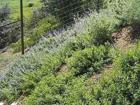 Steep Hillside Landscaping, Landscaping A Slope, Landscaping Around Trees, Landscaping On A Hill, Sloped Yard, Hillside Garden, Sloped Backyard, Drought Tolerant Landscape, Plants Ideas