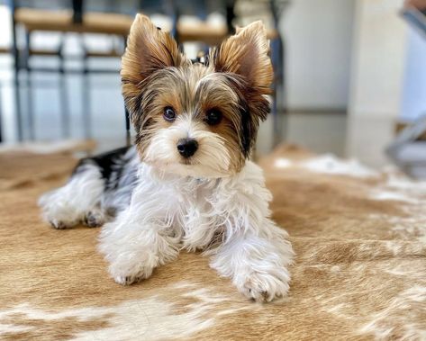 Dream Puppy, Yorkie Haircuts, Biewer Yorkie, Teacup Breeds, Teacup Yorkie Puppy, Yorkie Terrier, Potty Training Puppy, Teacup Yorkie, Terrier Breeds