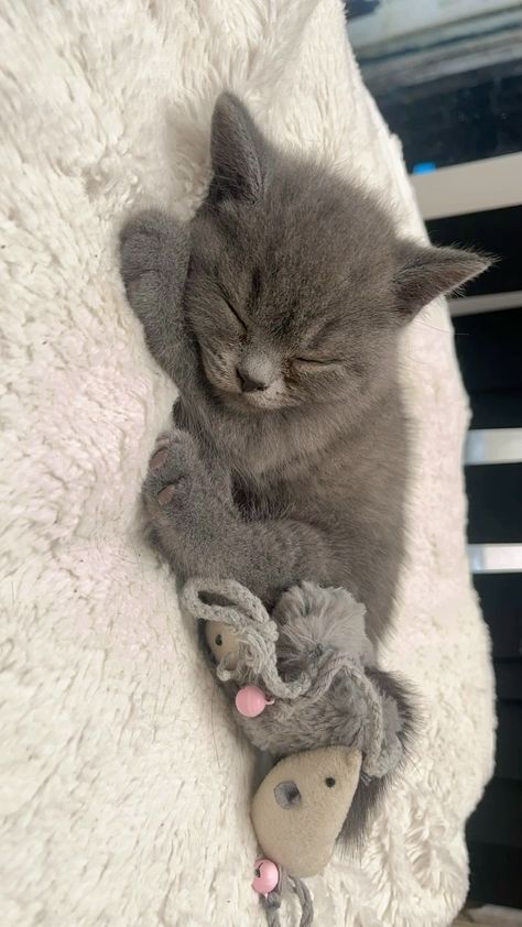 Scottish Shorthair Cat, British Shorthair Cats Grey, Grey British Shorthair, Animal Tamer, Scottish Cat, Russian Blue Kitten, British Cat, Turkish Angora Cat, British Shorthair Kittens