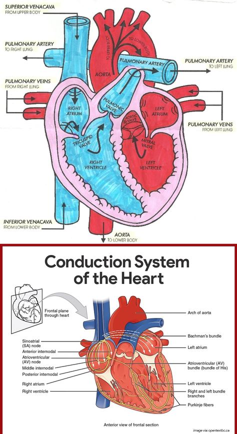 The Heart Diagram, Diagram Of Heart, Heart Blood Flow, Medications Nursing, Heart Diagram, Basic Anatomy And Physiology, Nursing Student Tips, Medical Student Study, Heart Anatomy