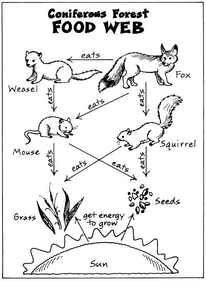 Food Webs-coniferous biome Food Pyramid Project, Food Webs Projects, Pyramid Project, Forest Food, Forest Project, Food Webs, Science Computer, Engineering Books, 7th Grade Science