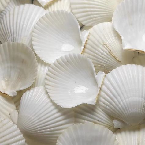 PRICES MAY VARY. Natural Scallop Sea Shells, Size about 1-2.5 inches, 35+PCS The seashell are carefully handpicked from nature and cleaned very well, they have a natural bright white color. they can be used to baking shell. Widely used: perfect for cooking, baking and serving foods, condiments, appetizers, and desserts.Perfect accent for Make Christmas decorations ,nautical decor, ornaments, floral and beach party decorations. Home Decoration:use natural shell to make beautiful vibrant decoratio 1989 Party, Summer Widgets, Seashells Photography, White Seashells, Diner Table, White Shells, Shells Beach, Beach Shells, Home Decoration Diy