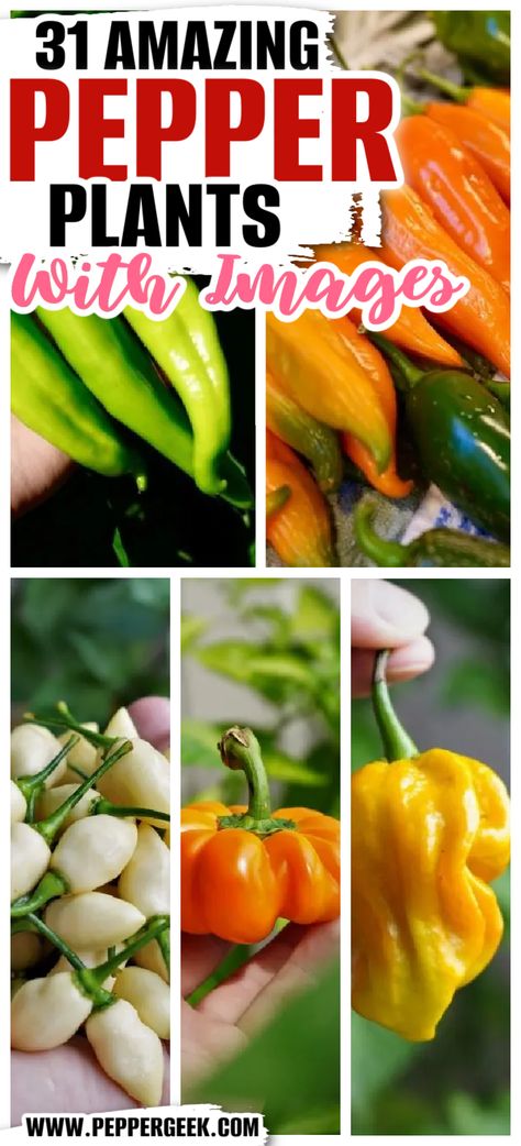 Types Of Peppers Different, Hot Pepper Varieties, Different Kinds Of Peppers, Types Of Peppers To Grow, Pepperocini Peppers, Long Hot Peppers, Scoville Scale, Pepper Growing, Types Of Chili Peppers