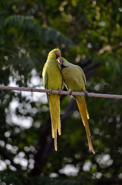 TWO PARROTS TOGETHER Bird On A Wire, Photography References, Editing Material, Electric Wire, Paint Inspo, Flowers Photography Wallpaper, Beautiful Scenery Pictures, Moodboard Aesthetic, Scenery Pictures