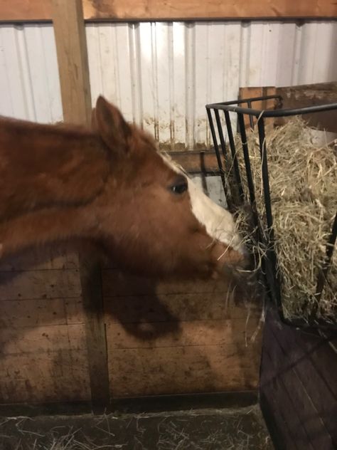 Rosie eating her night feeding. Feeding Horses, Horse Feed, Morning Routine, Horses, Animals, Quick Saves