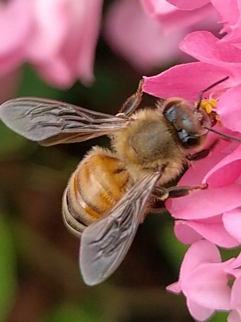 Natural Form Photography, Micro Photography Nature, Close Up Nature Photography, Close Up Nature, Macro Photography Tips, Close Up Art, Tiny Worlds, Macro Photography Nature, Insect Photos