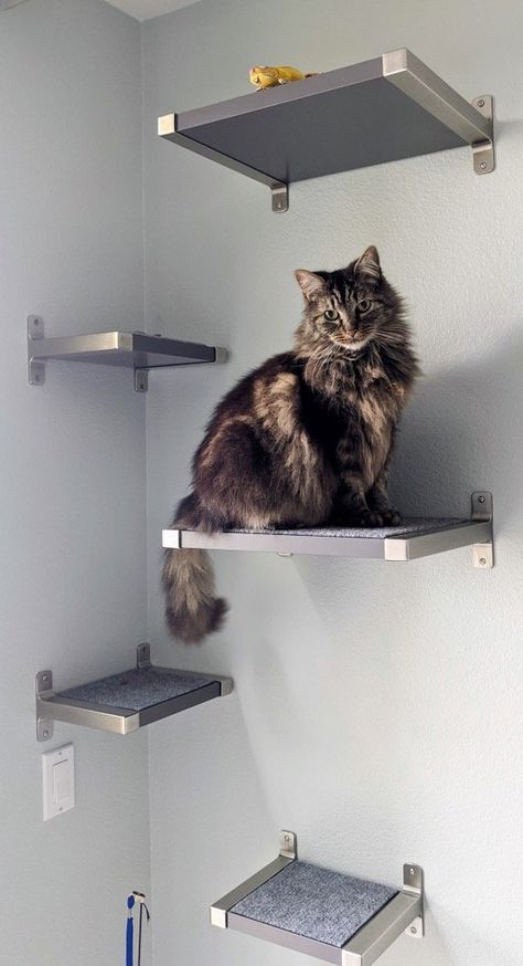 Floating Cat Shelves with IKEA GRANHULT - IKEA Hackers Diy Cat Shelves, Cat Walkway, Ikea Cat, Diy Climbing Wall, Floating Cat Shelves, Helpful Products, Cat Climbing Wall, Cat Stairs, Cat Wall Shelves