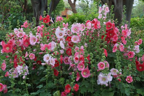 Hollyhock Companion Plants, Hollyhock Flowers, Mock Orange Shrub, Hollyhock Seeds, Hollyhock Flower, Alcea Rosea, Hollyhocks Flowers, Box Wood Shrub, Biennial Plants