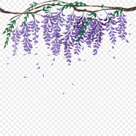 Wisteria Art, Plant Watercolor, Wisteria Flowers, Flower Png Images, Transparent Watercolor, Stencil Patterns, Flowers White, Watercolor Flower, Wisteria