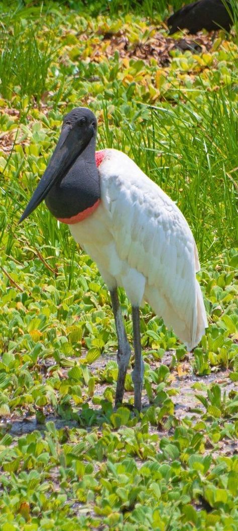 Tuiuiú, ave símbolo do Pantanal, Mato Grosso do Sul, Brasil Pantanal