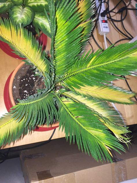 diagnosis - Why is my Sago Palm (Cycas Revoluta) leaves yellowing? - Gardening & Landscaping Stack Exchange Sego Palm, Blueberry Tree, Cycas Revoluta, Sago Palm, Scale Insects, Gardening Landscaping, Plant Tissue, Insecticidal Soap, Magnesium Deficiency