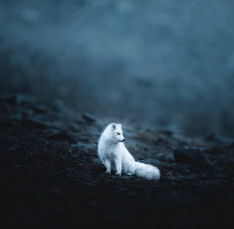 Fox Aesthetic, Arctic Fox, Wild Dogs, Character Aesthetic, Book Characters, Animal Photography, Polar Bear, Fairy Tales, Nature Photography