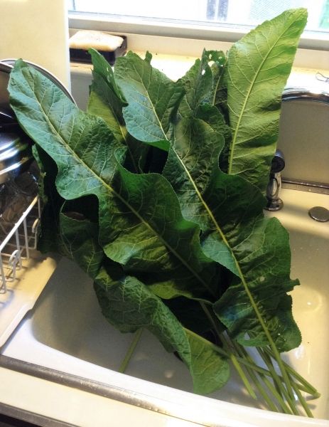 Pasta with Horseradish Greens (No, That's Not A Misprint!) Horseradish Leaves Recipes, Harvesting Horseradish, Horseradish Plant, Homemade Italian Sausage, Fresh Horseradish, Homemade Italian, Hot Flashes, Nerd Alert, Italian Sausage