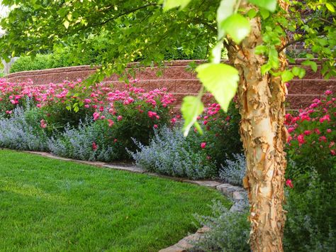 Front retaining wall with pink Knockout roses and Walker's Low catmint Front Retaining Wall, Pink Knockout Roses, Backyard Redesign, Emerald Green Arborvitae, Zinnia Garden, Landscaping With Roses, Knockout Roses, River Birch, Desain Lanskap