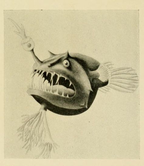 nemfrog:  Deep sea angler fish. A natural history of the seas. 1936. Deep Sea Angler Fish, In Memory Of Dad, Natural Selection, Angler Fish, Deep Sea Fishing, Scientific Illustration, Print Book, Zoology, Ocean Life