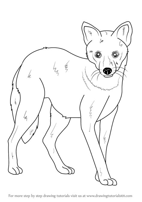 Learn How to Draw a Golden Jackal (Wild Animals) Step by Step : Drawing Tutorials Jackal Drawing, Golden Jackal, Animals Step By Step, How To Draw Ears, Animal Outline, Head Drawing, Circle Outline, Learn Drawing, Outline Drawings