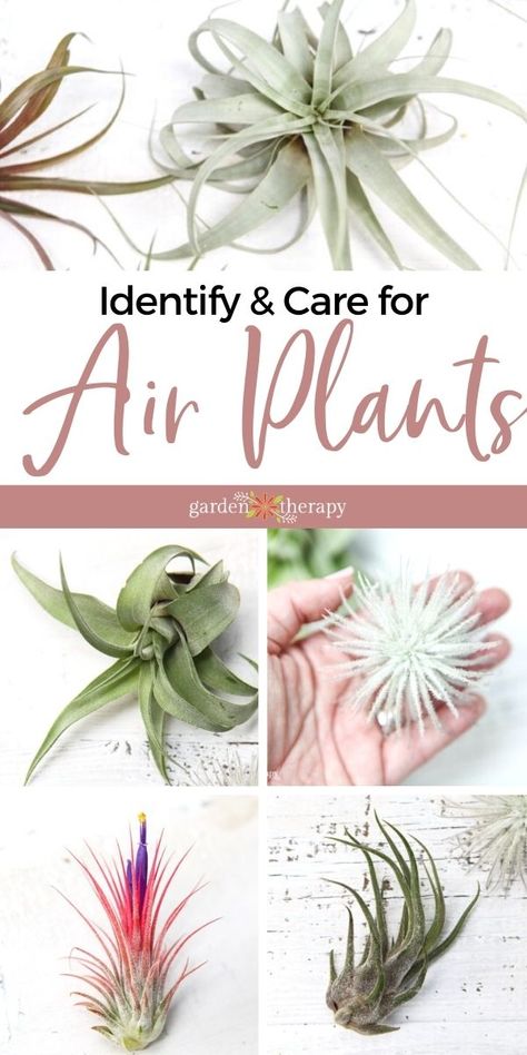 Types Of Air Plants, Air Plants Diy, Air Plant Garden, How Plants Grow, Air Garden, Large Air Plants, Air Plants Decor, Air Plants Care, Live A Better Life