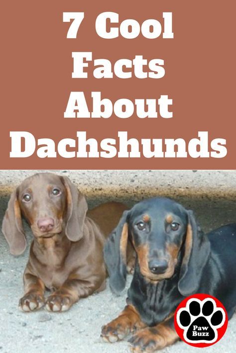 Did you know? Here are 7 Cool Facts About Dachshunds that might surprise you... Dachshund Facts, Blue Dachshund, Dachshund Puppy Training, Dachshund Quotes, Dachshund Breed, Dachshund Clothes, Cool Facts, Baby Dachshund, Dachshund Puppy Miniature