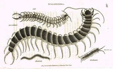 centipede vintage engraving Entomology Illustration, Butterfly Prints, Vintage Butterfly Print, Bug Tattoo, Marvel Tattoos, Copper Engraving, Tattoo Portfolio, Vintage Butterfly, Zoology