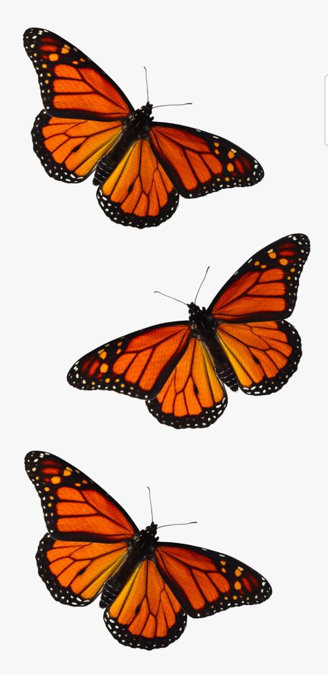 Monarch Butterfly Wallpaper, Butterfly Phone Wallpaper, Monarch Butterflies, Butterfly Wallpaper, Monarch Butterfly, Phone Wallpapers, Tattoos And Piercings, Essie, Phone Wallpaper