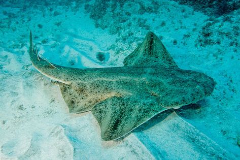 Sharks From Below, Pacific Angel Shark, Angel Shark, Ocean Aesthetic Shark, Shark Clothes, Zebra Shark Photography, Cool Sea Creatures, Shark Surrounded By Fish, Types Of Sharks